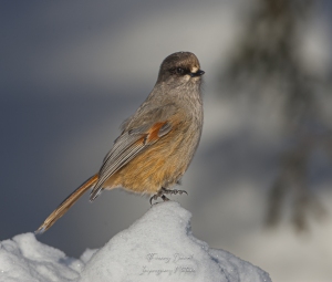 Mésangeai imitateur