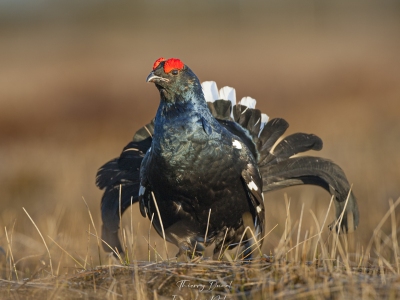 Tétras lyre Tétras lyre