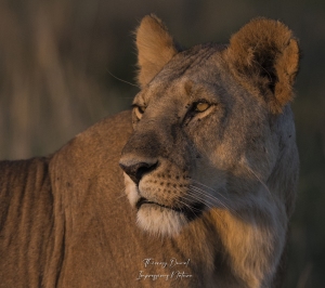 portrait de lionne au crépuscule