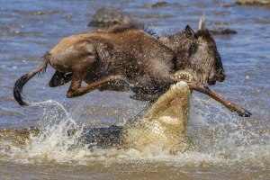 Le crocodile et le gnou