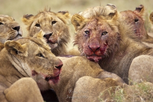 Le lion rouge
