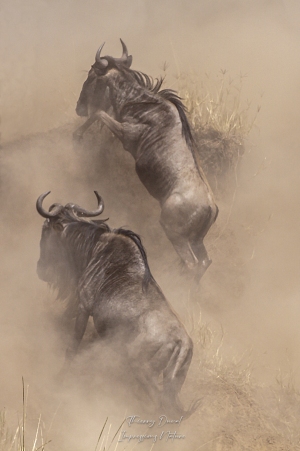 Gnous dans la poussière