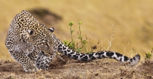 Léopard en chasse