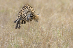 Le saut du serval