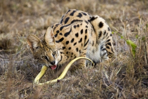 Serval et serpent