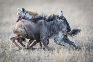 Une chasse sans issue