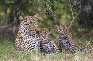Une femelle léopard et ses deux jeunes