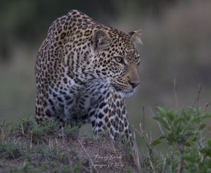 Léopard à l'affut