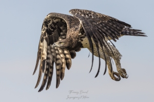 L'envol de l'Aigle martial