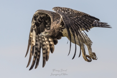 L'envol de l'Aigle martial