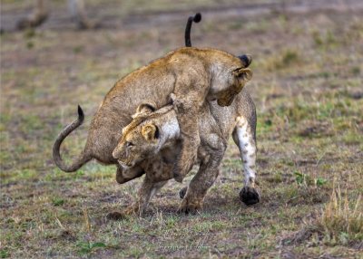 Joute de jeunes lions