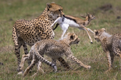 Femelle guépard de retour de la chasse