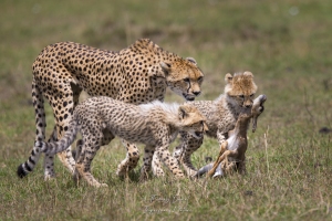 Apprentissage de la chasse des jeunes guépards 1