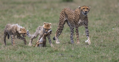 Après la chasse