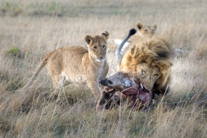Les ennemis de la savane