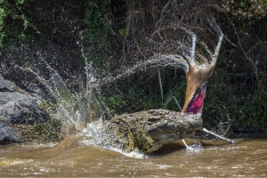 Une antilope pour le repas
