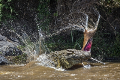 Une antilope pour le repas