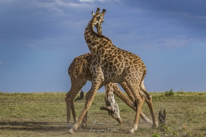 Combat entre mâles de girafe
