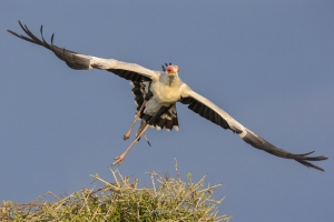 Messager sagittaire en vol