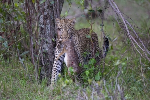 Un lièvre pour ses jeunes