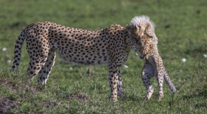 Patience de la mère