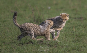 Joute de jeunes guépards