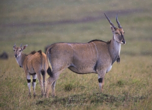 Elands sous la pluie