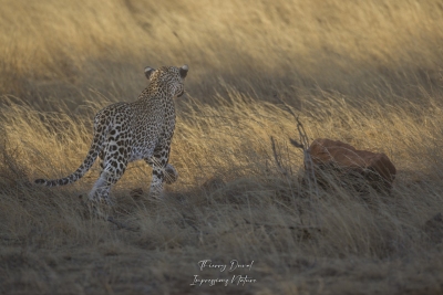 Léopard en chasse 1