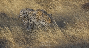 Léopard en chasse 2