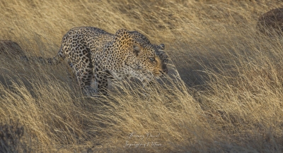 Léopard en chasse 2