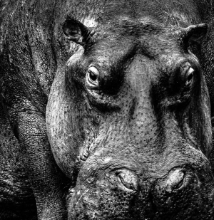 Portrait d'hippopotame