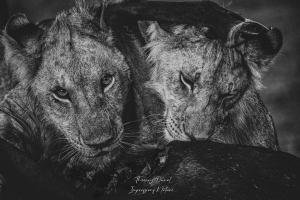 Jeunes lions mangeant un gnou