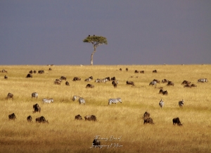 Paysage de savane