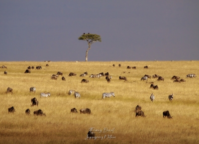 Paysage de savane