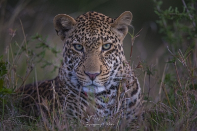Portrait de léopard au crépuscule