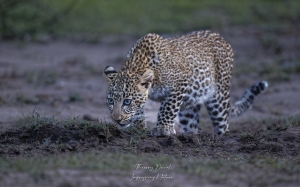 Premiers pas en solitaire