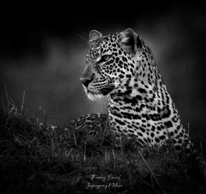 Portrait en noir et blanc