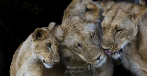 Trois lions