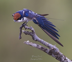 Hirondelle à longs brins