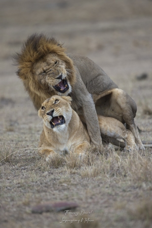 Moment intime chez les lions