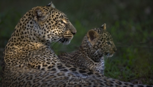 Léopard et son jeune