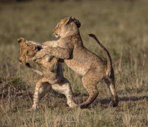 Joute chez les jeunes de lions 1