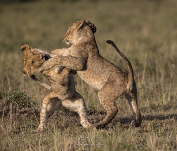 Joute chez les jeunes de lions 1