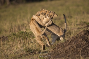 Joute chez les jeunes de lions 2