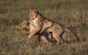 joute chez les jeunes de lions 3