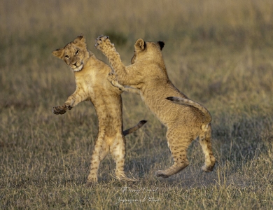 jeu de lionceaux
