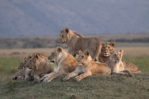 Le clan des lions