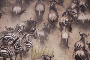 Crossing  des gnous et des zèbres