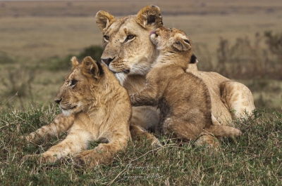 Lionne et ses jeunes