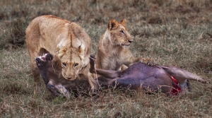 Chasse d'un gnou